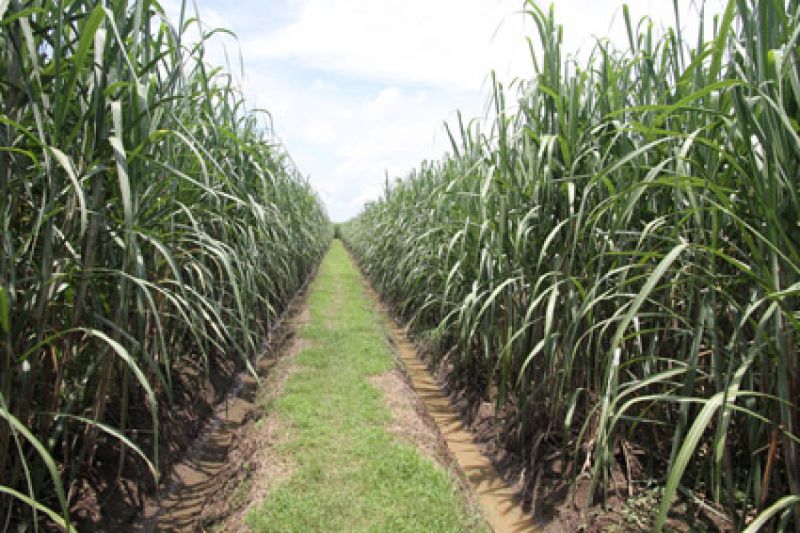ICE Sugar Gains as Brazil Real Strengthens